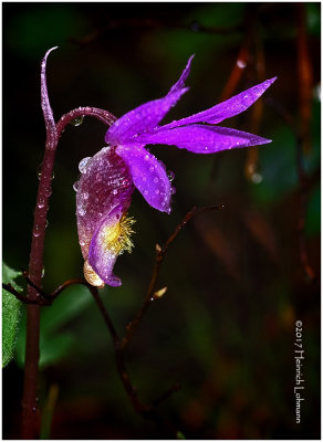 KS24341-Calypso Orchid.jpg