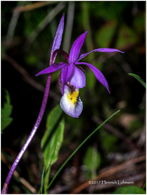 KS24453-Calyipso Orchid.jpg
