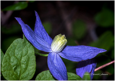 KS24472-Purple Virgin's Bower.jpg