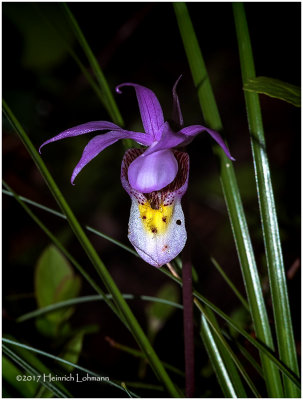 KS24511-Calypso Orchid.jpg