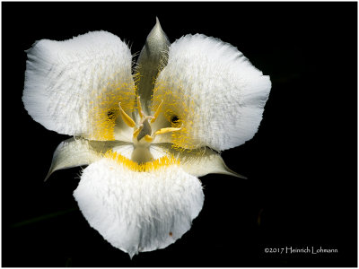KS24805-Three-Spot Mariposa Lilly.jpg