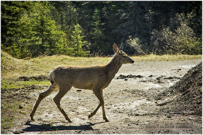 K315407-White-tailed Deer.jpg