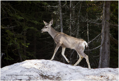K315676-White-tailed Deer.jpg