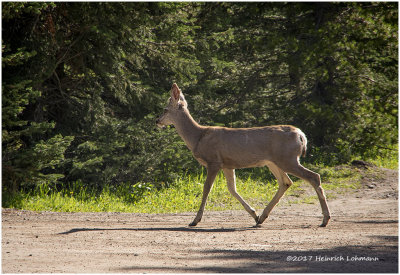 K316792-White-tailed Deer.jpg