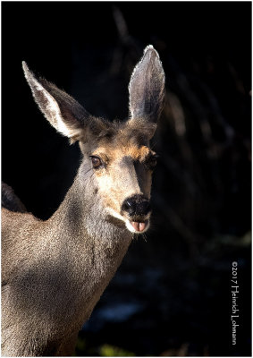 K411119-White-tailed Deer.jpg