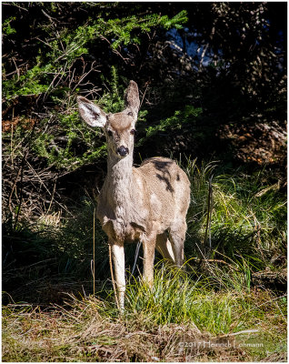 K411708-White-tailed Deer.jpg
