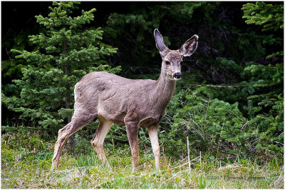 K412195-White-tailed Deer.jpg