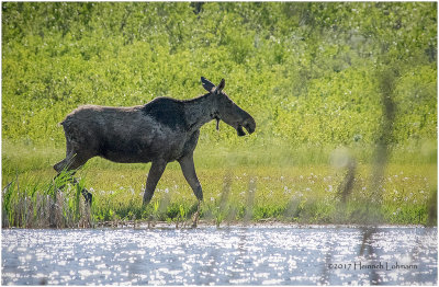 K412268-Cow Moose.jpg
