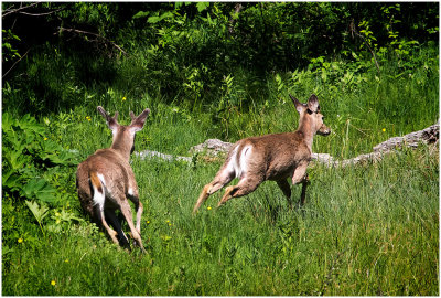 K412580-White-tail Deer.jpg