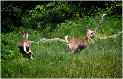 K412582-White-tailed Deer.jpg