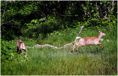 K412584-White-tailed Deer.jpg