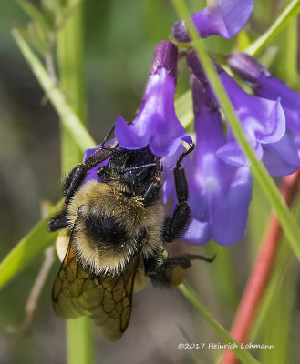 K413802-Bumble Bee.jpg