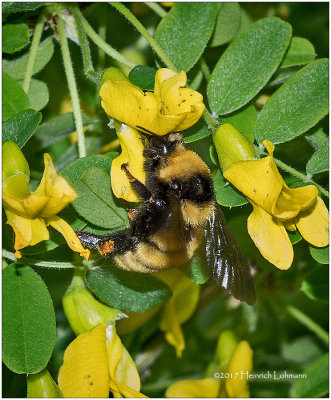 KS24567-Bumble Bee.jpg