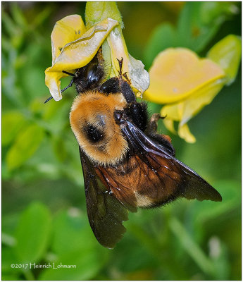 KS24584-Bumble Bee.jpg