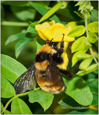 KS24589-Golden Northern Bumble Bee.jpg