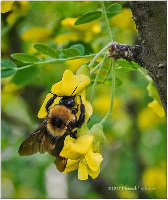 KS24597-Bumble Bee.jpg