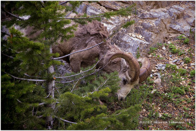 K316842-Bighorn Sheep.jpg