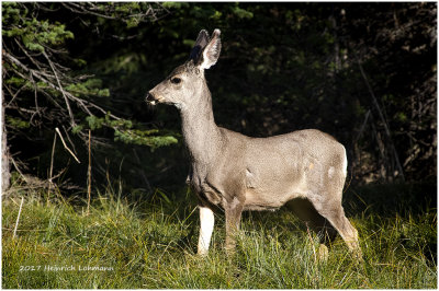 K411533-White-tailed Deer.jpg