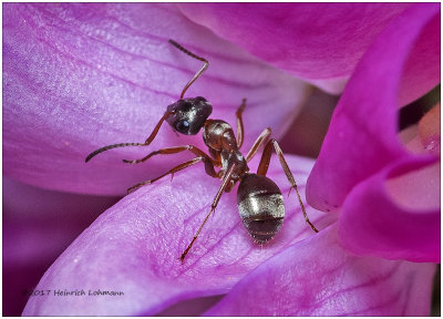 KS25047-A little ant.jpg