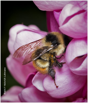 KS25106-Red-tailed Bumble Bee.jpg