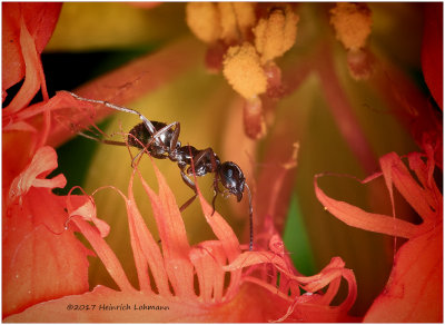 KS25462-tiny ant.jpg
