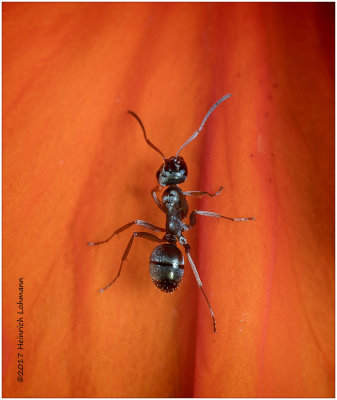 KS25465-tiny ant.jpg