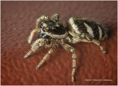 KS25485-Metaphid Jumping Spider.jpg