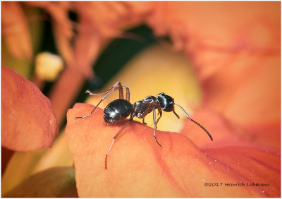 KS25497-tiny ant.jpg
