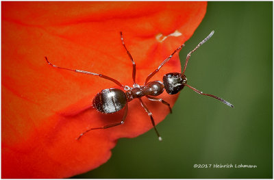 KS25505-tiny ant.jpg