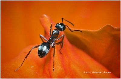 KS25563-tiny ant.jpg
