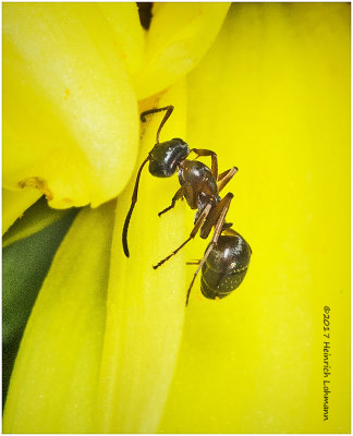 K317442-tiny ant.jpg