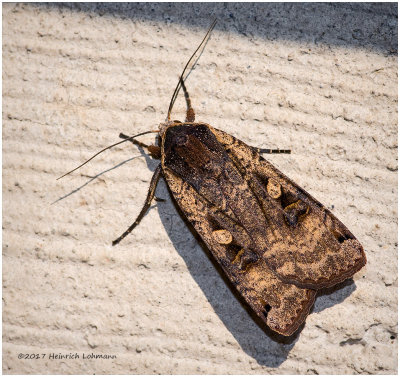 K317592-unidentified Moth.jpg