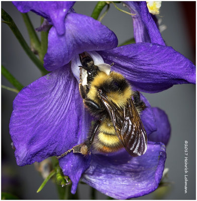 K317614-Red-tailed Bumble Bee on Delphinium.jpg