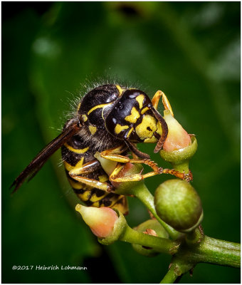 K317793-Sandhills Hornet.jpg