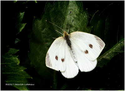 K318016-Cabbage Butterfly.jpg