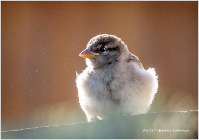 K415343-House Sparrow-juvenile female.jpg