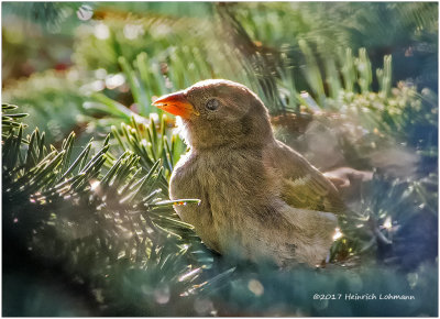 K415351-House Sparrow-juvenile female.jpg