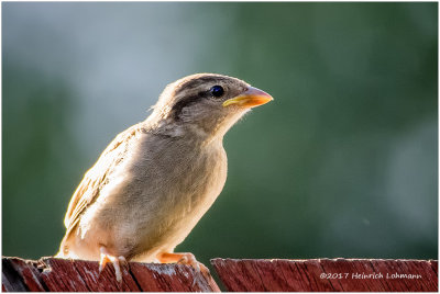 K415358-House Sparrow-juvenile female.jpg