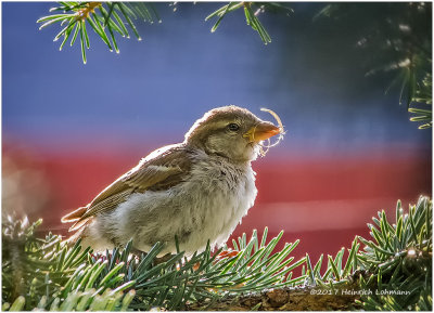 K415375-House Sparrow-juvenile female.jpg