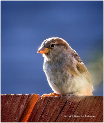K415382-House Sparrow-juvenile female.jpg