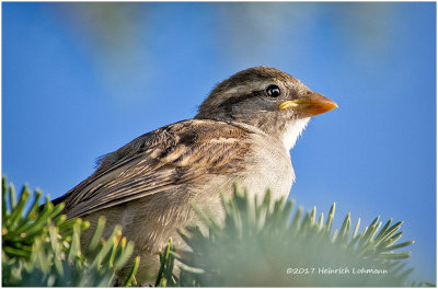 K415401-House Sparrow-juvenile female.jpg