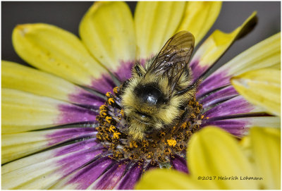 K318249-Bumble Bee.jpg