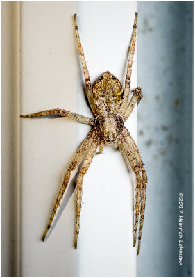 K318322-Garden Spider.jpg