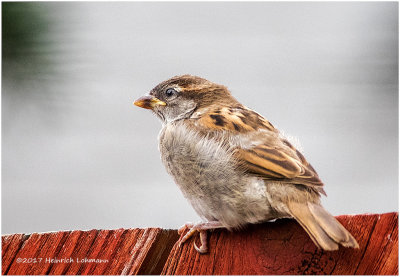 K415551-House Sparrow-juvenile male.jpg
