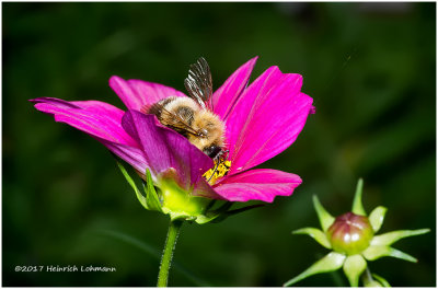 K318438-Bumble Bee.jpg