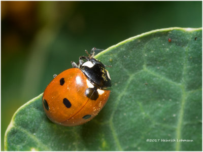 K318649- Ladybug.jpg