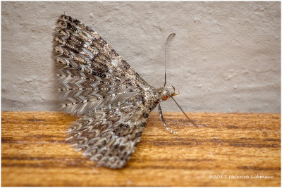K318727-tiny Moth.jpg
