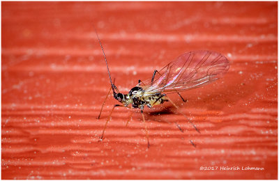 K318758-tiny fly.jpg
