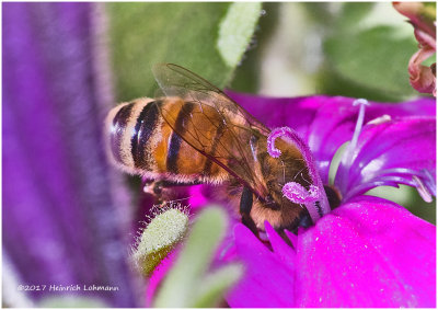 K318785-Honey Bee.jpg