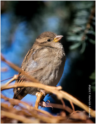 K3E6275-House Sparrow-female.jpg